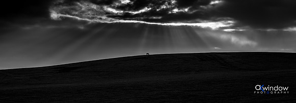 Lone Sheep, Mount Gambier